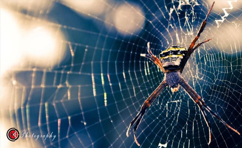 Under-controlled Spectrum of power - A Spider